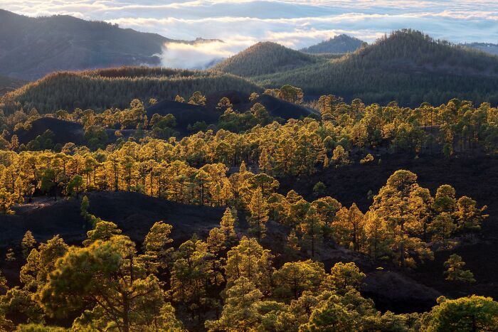 Sunlit forest of trees spread across rolling volcanic hills in a natural landscape photography capture.