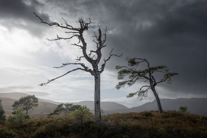 Bare and weathered trees on a grassy hill under moody clouds, a natural landscape photography showcase.