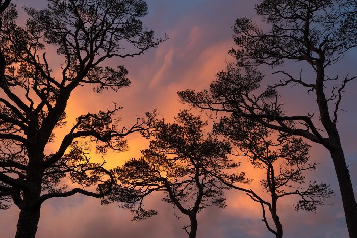 Silhouetted pine trees against a colorful sunset, showcasing natural landscape photography.
