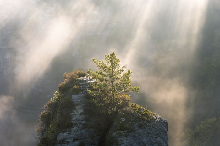 Sunlight beaming over a lone pine tree atop a misty cliff, featured in Natural Landscape Photography Awards
