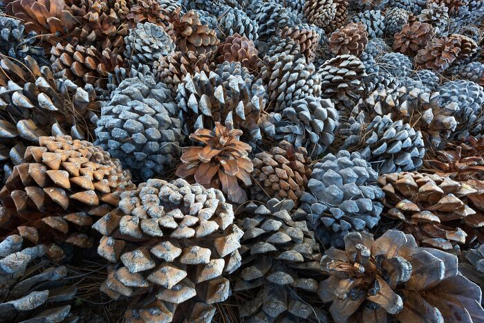 Detailed close-up landscape photography showcasing a dense pile of textured pine cones.