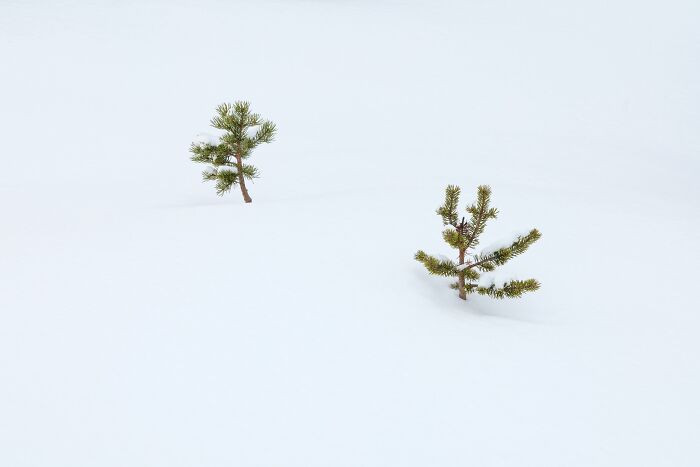 Minimalist winter view of small pine trees emerging from fresh snow, ideal for Natural Landscape Photography Awards
