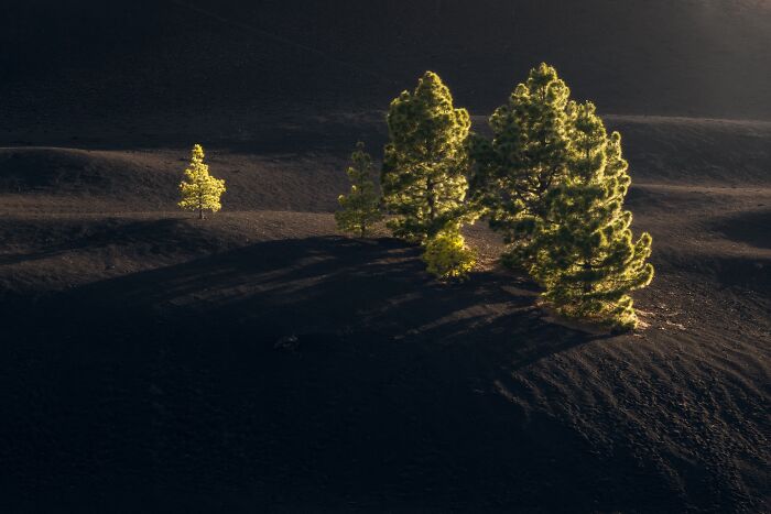 Sunlit pine trees standing out against a dark volcanic landscape for Natural Landscape Photography Awards