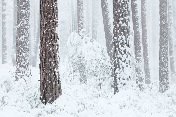 Snow-covered pine tree trunks in a silent winter forest, perfect for Natural Landscape Photography Awards