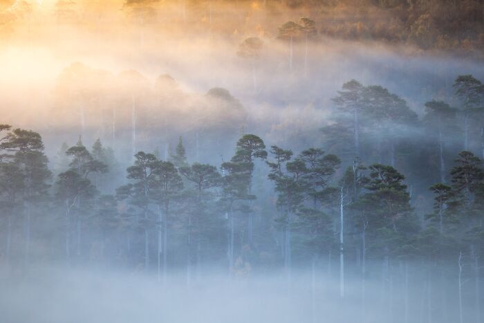 Golden sunlight filtering through dense morning fog over a pine forest in Natural Landscape Photography Awards