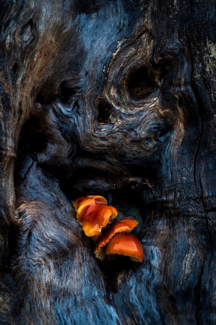 Macro landscape photography showing bright orange mushrooms growing inside weathered dark wood bark.
