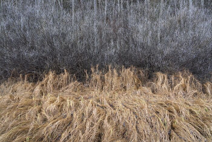 Natural landscape photography awards image showing frost-covered trees above dry golden grass