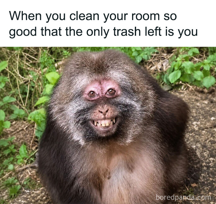 Cute animal memes show a funny smiling monkey with visible teeth outdoors.