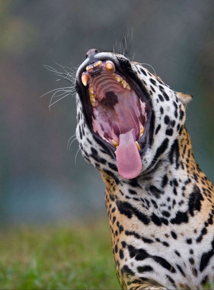 A wildlife photographer captures a spotted jaguar widely yawning with its tongue out.