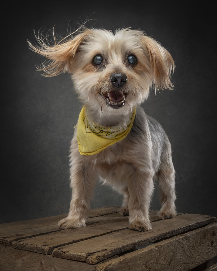 Happy small dog with yellow bandana on rustic table doggy portrait