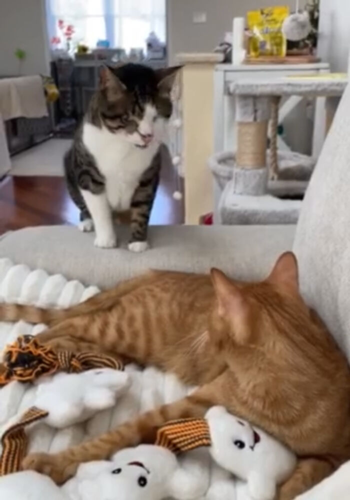 An orange cat rests on a blanket while a blind cat rescued from Lebanon stands nearby.