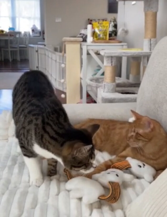 Two blind cats playing together with a toy on a cozy blanket indoors.
