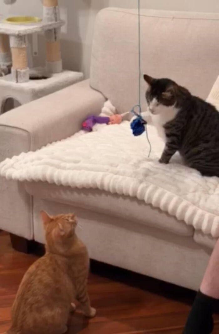 An orange tabby and a blind cat rescued from Lebanon watch a toy dangling from a string.