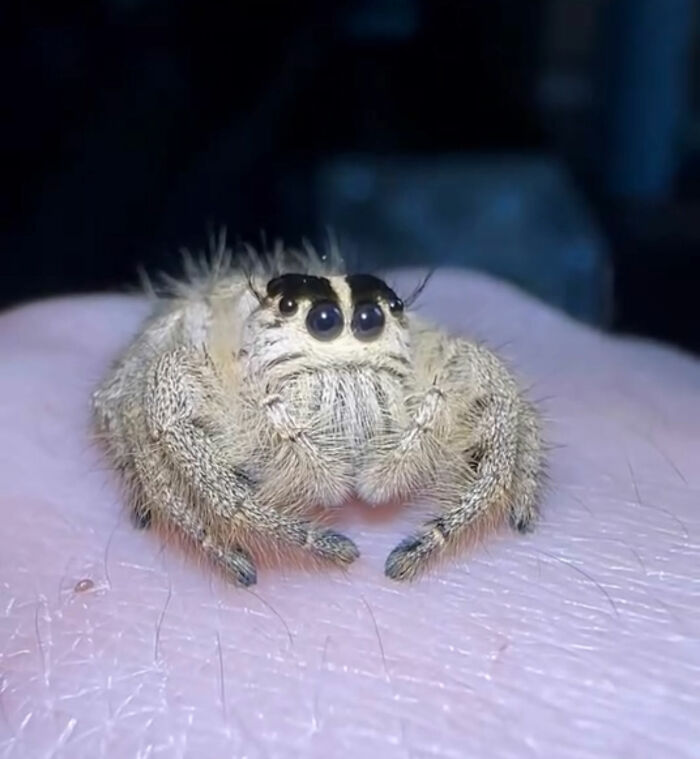 An adorable light brown jumping spider resting on a person&rsquo;s hand with big dark eyes.