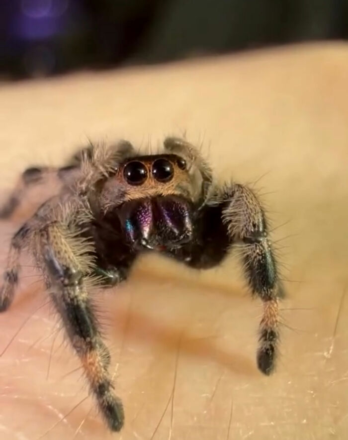 Close-up of a jumping spider with prominent black eyes and iridescent purplish chelicerae.