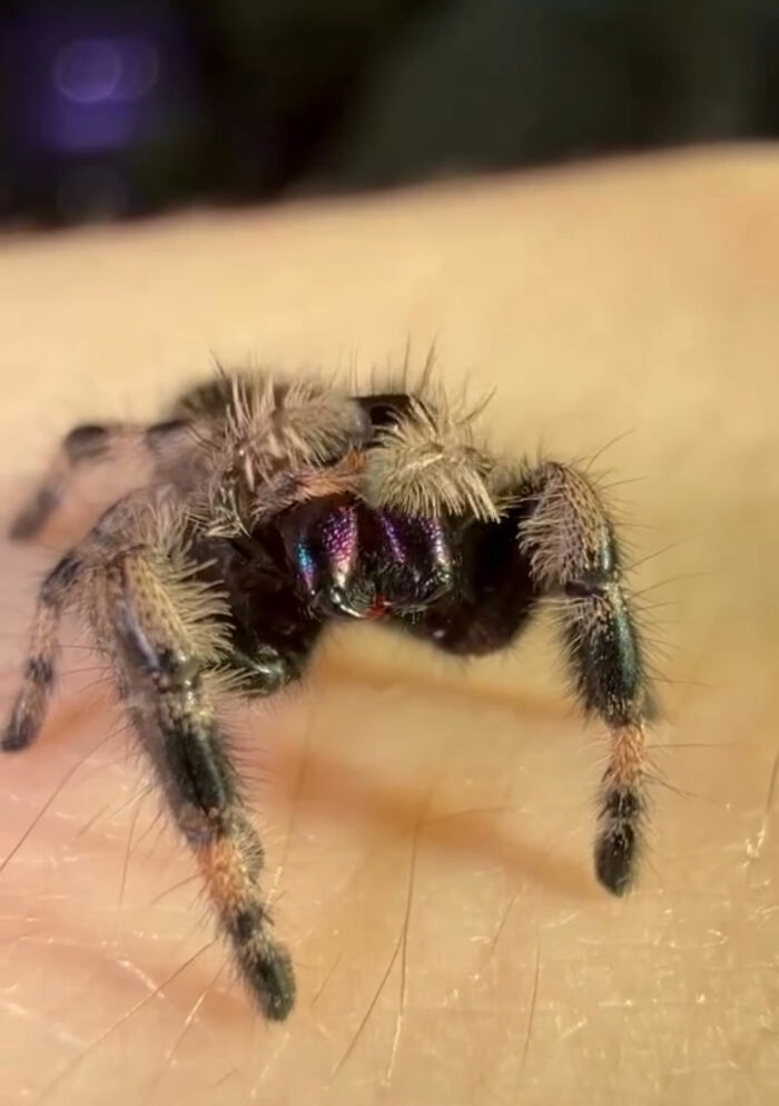 An adorable jumping spider with purple metallic chelicerae crawls close on human skin
