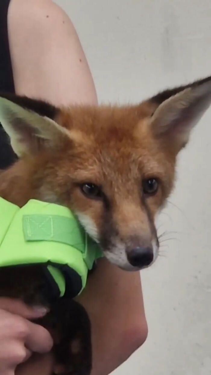 Close up of an injured fox kit wearing a bright green life jacket.