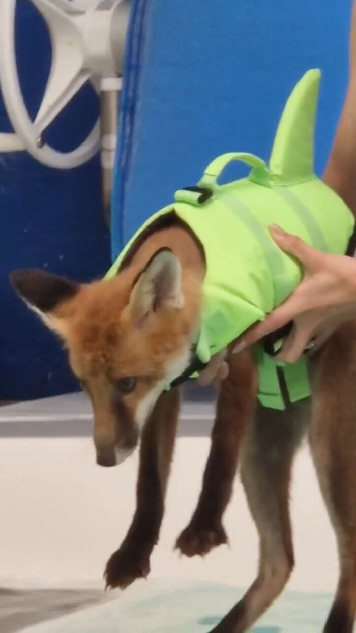 Person holding an injured fox kit wearing a shark fin life vest for swimming lessons.