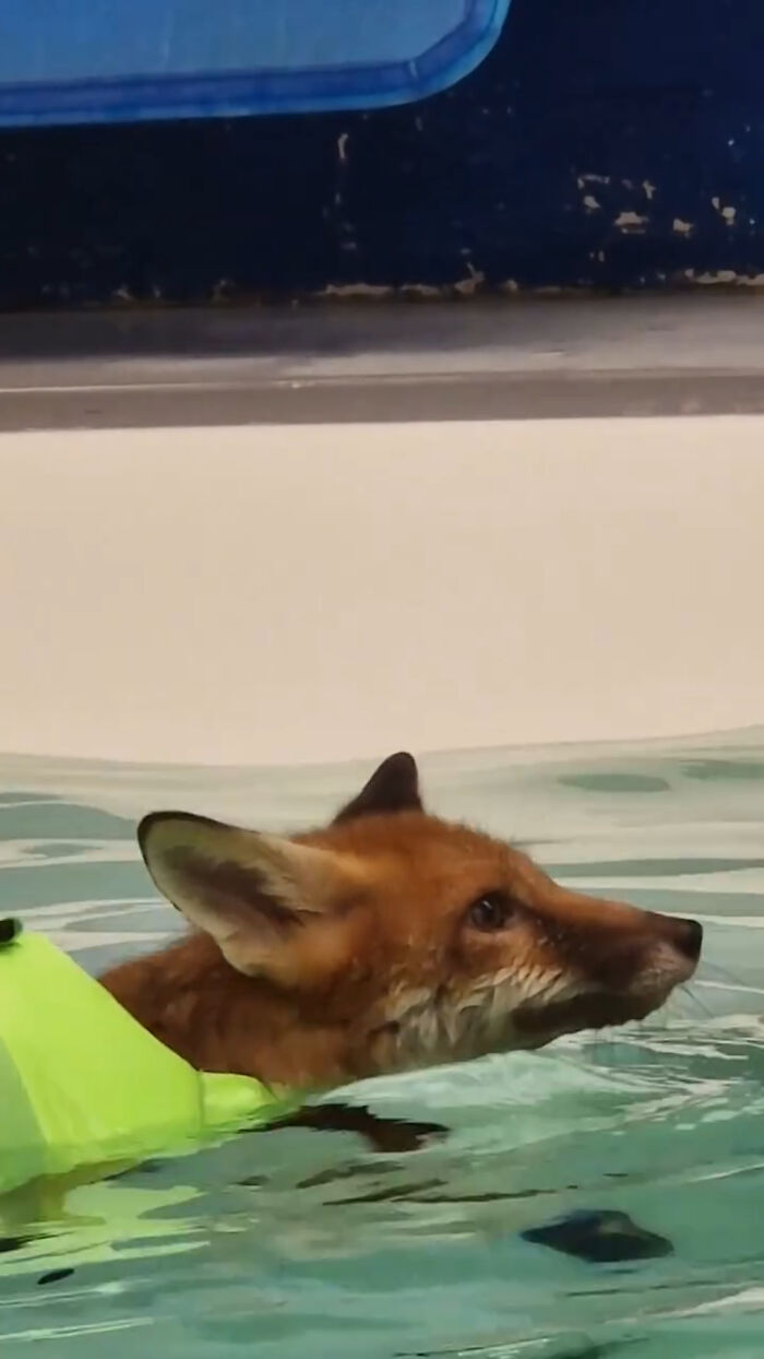 An injured fox kit wearing a life vest while paddling during hydrotherapy swimming lessons