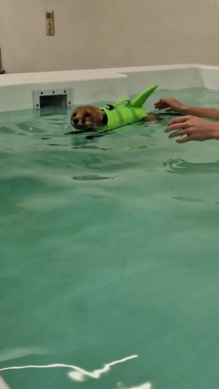 Injured fox kit swimming in a pool during hydrotherapy swimming lessons.