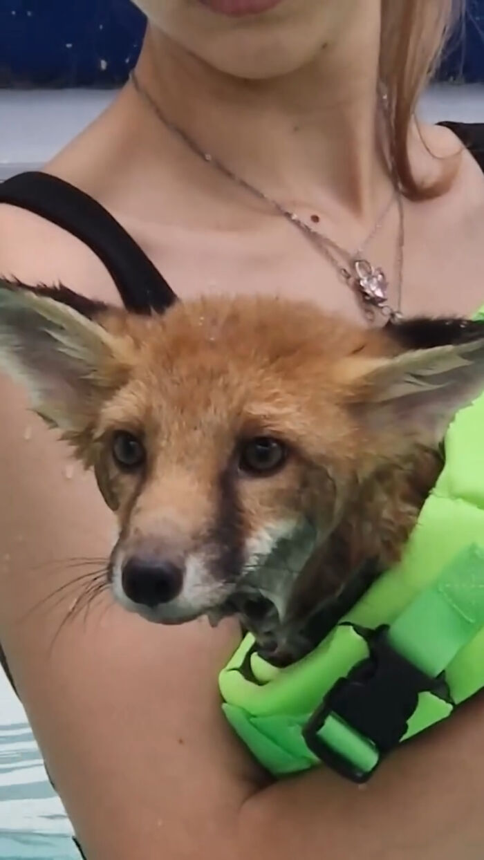 An injured fox kit in a neon life jacket being held safely during hydrotherapy swimming lessons