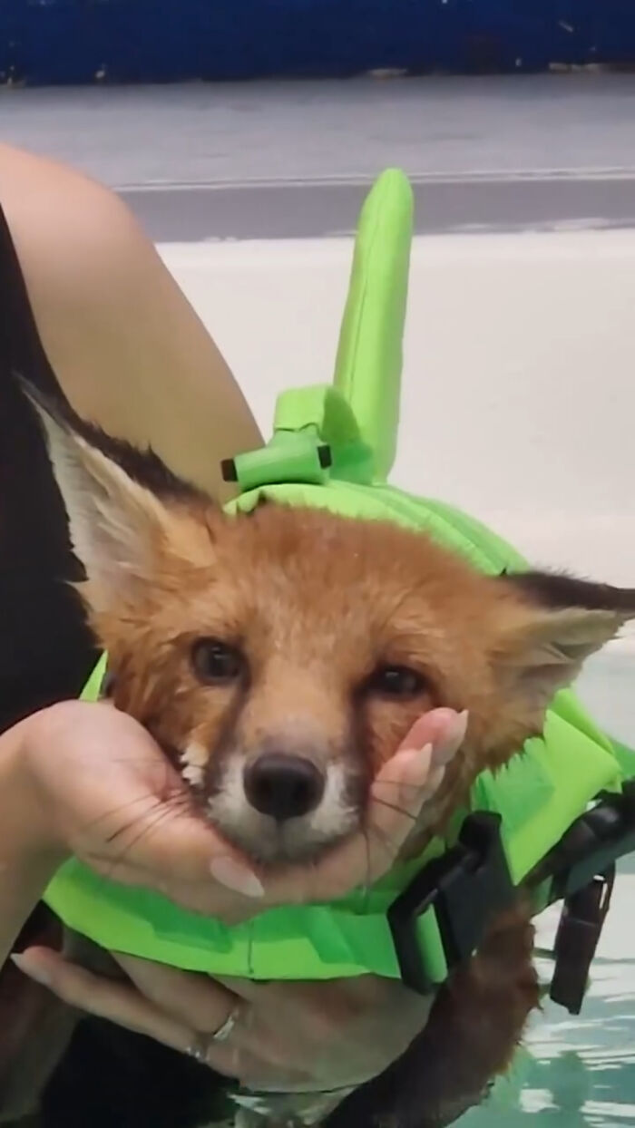 Close-up of a small injured fox kit held by a handler during swimming lessons in a pool