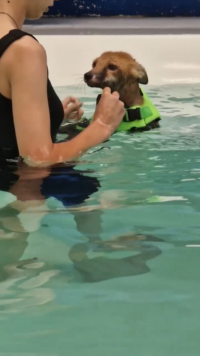 An injured fox kit wearing a green life vest during swimming lessons with a trainer
