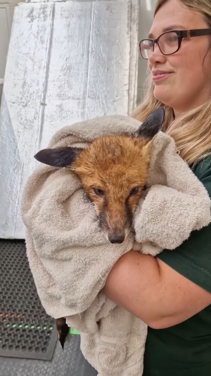 A woman holding an injured fox kit wrapped in a warm towel after completing swimming lessons