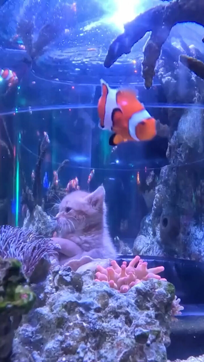 A rescue kitten watches a clownfish swim past an aquarium tank