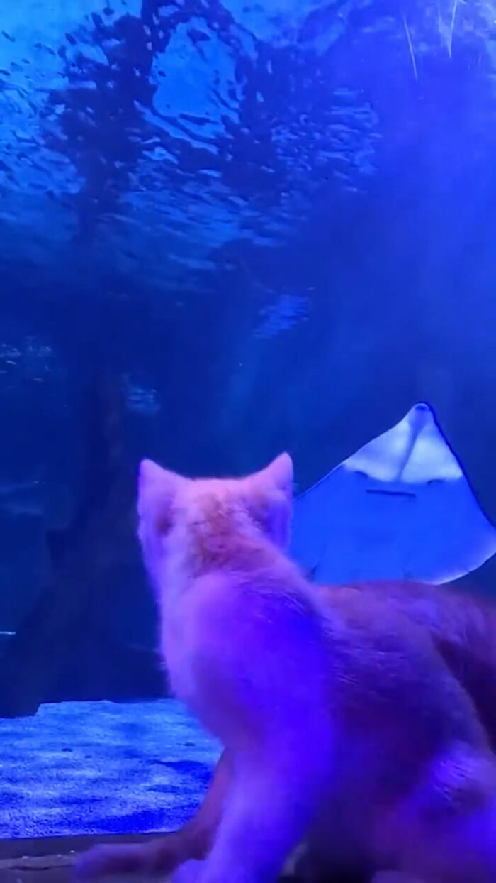 A rescue kitten looking at a stingray swimming in a blue aquarium tank.