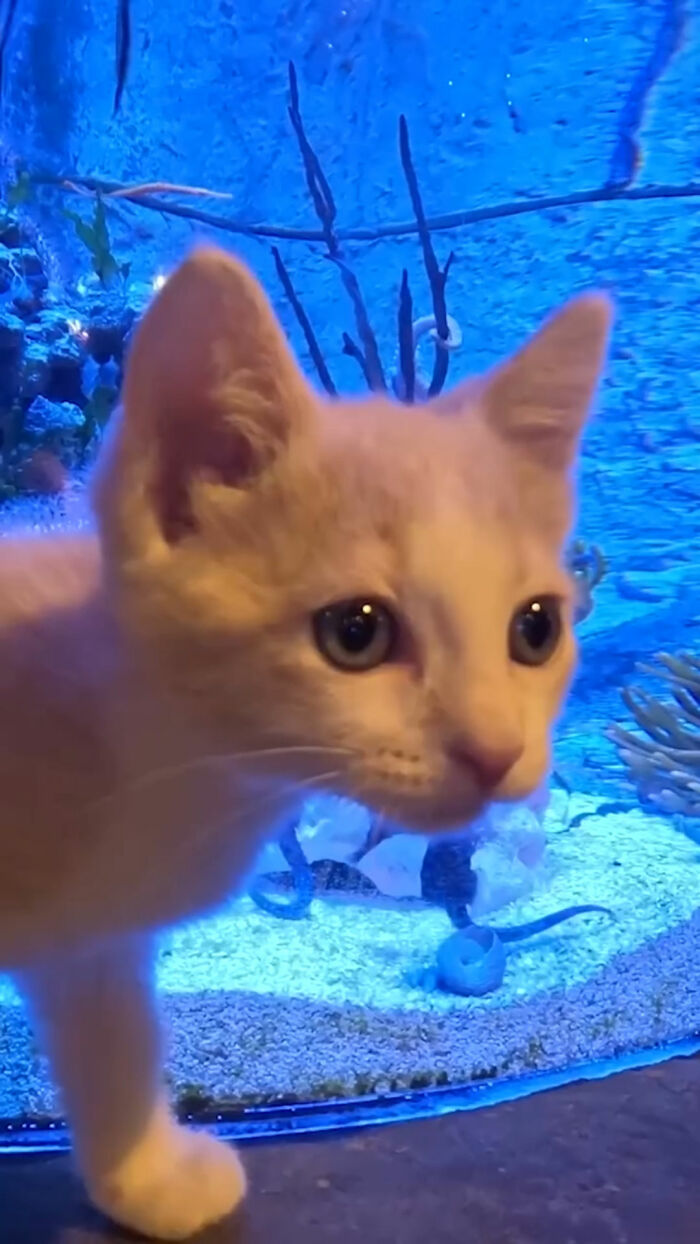 A curious rescue kitten looking at marine life in an aquarium