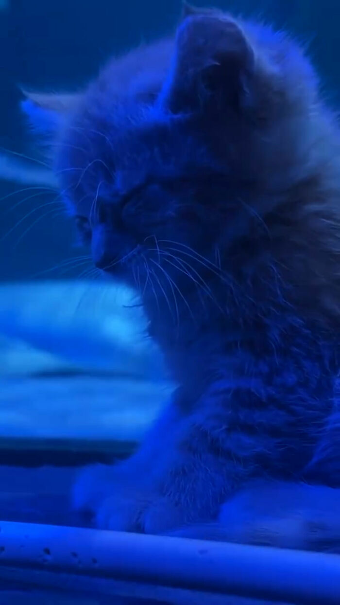 Close-up of a small rescue kitten sitting near an aquarium glass tank in blue light.