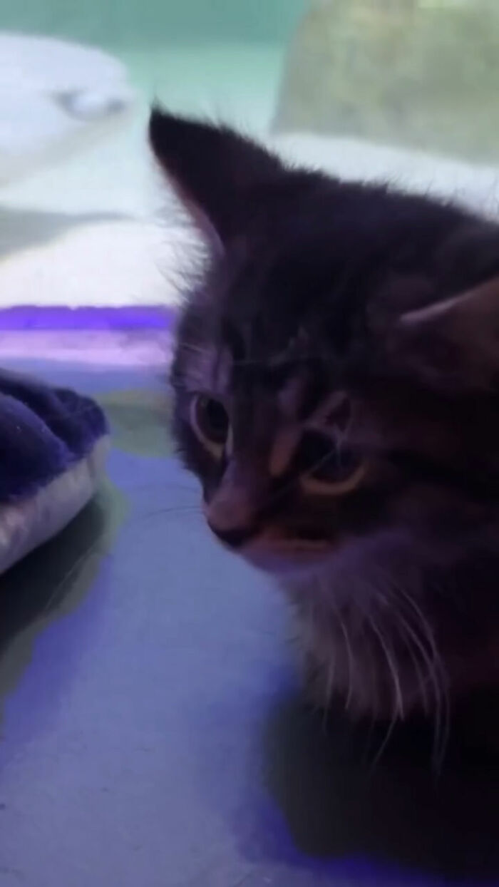 A dark tabby rescue kitten exploring an aquarium exhibit under soft lighting.