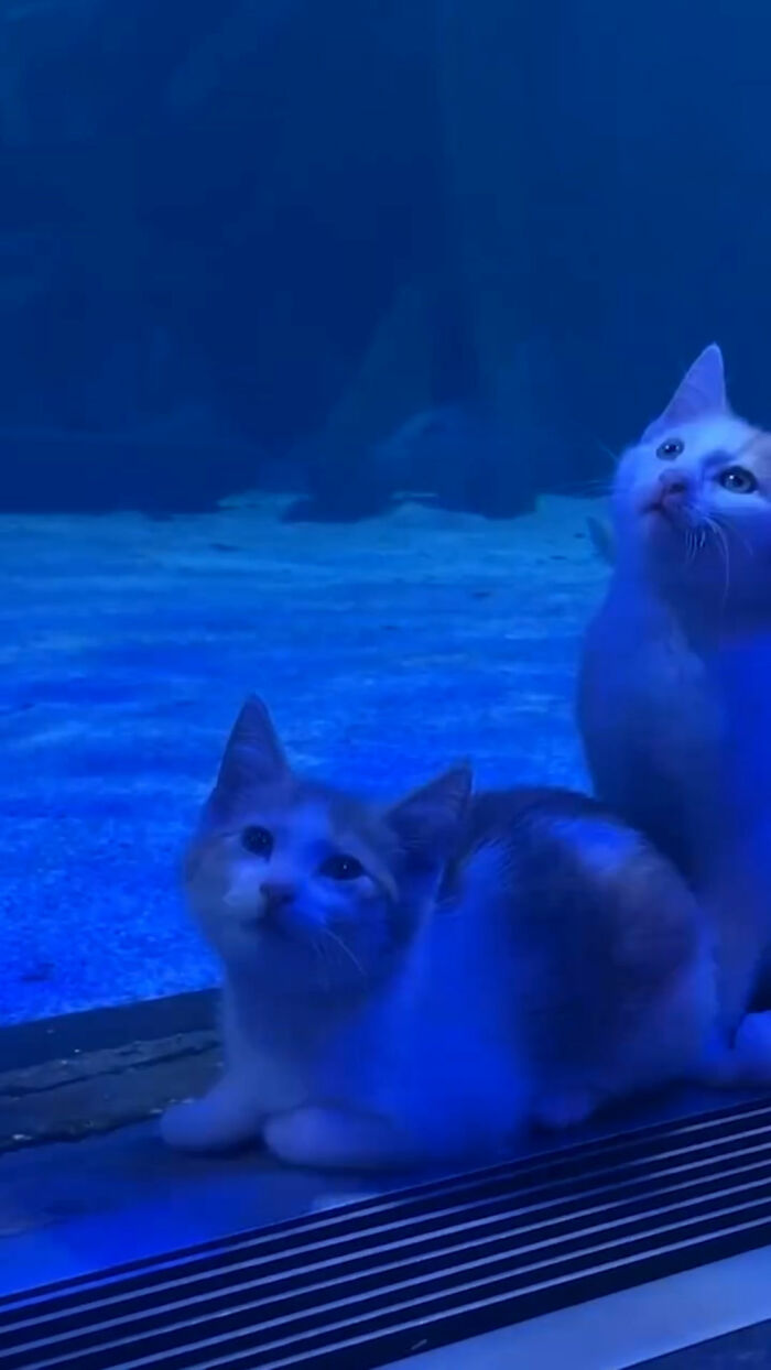 Two cute rescue kittens from Bitty Kitty Brigade watching fish at an aquarium under blue lighting.