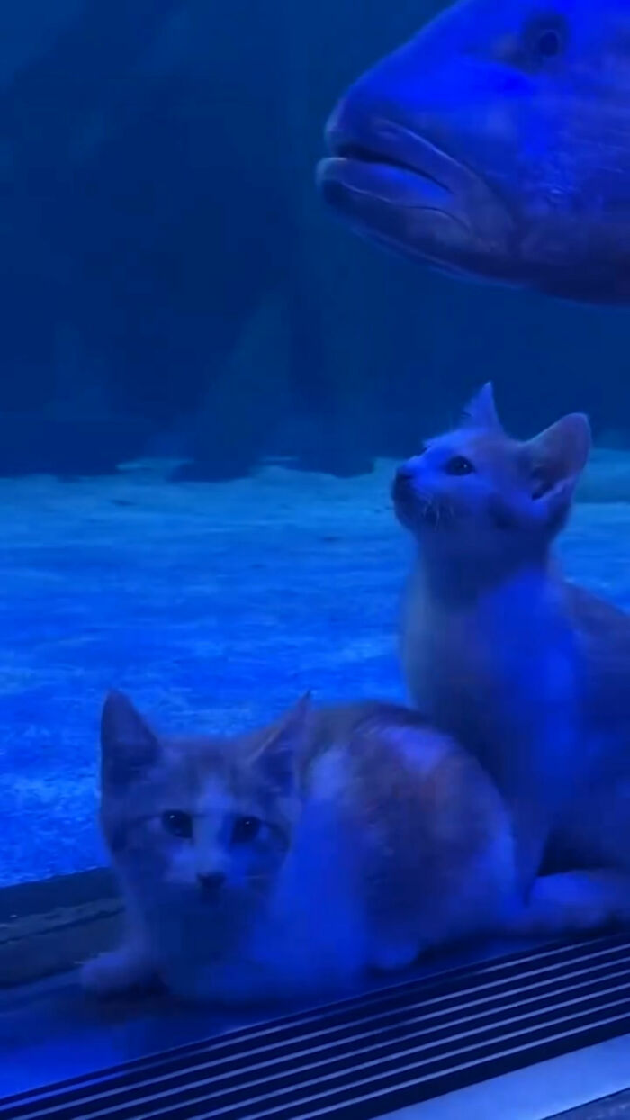 Two rescue kittens look up at a large fish swimming in an aquarium tank
