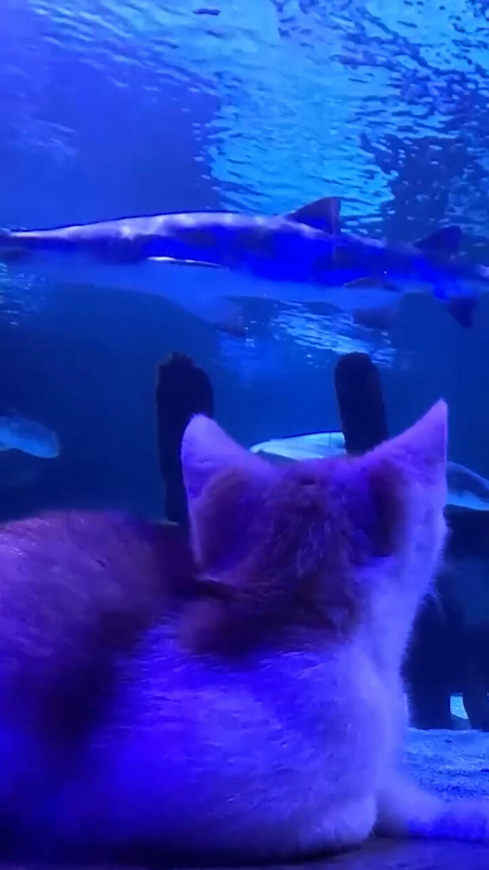 Back view of a rescue kitten looking at fish swimming in an aquarium