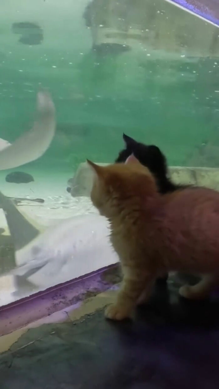Two rescue kittens watch stingrays inside an aquarium tank