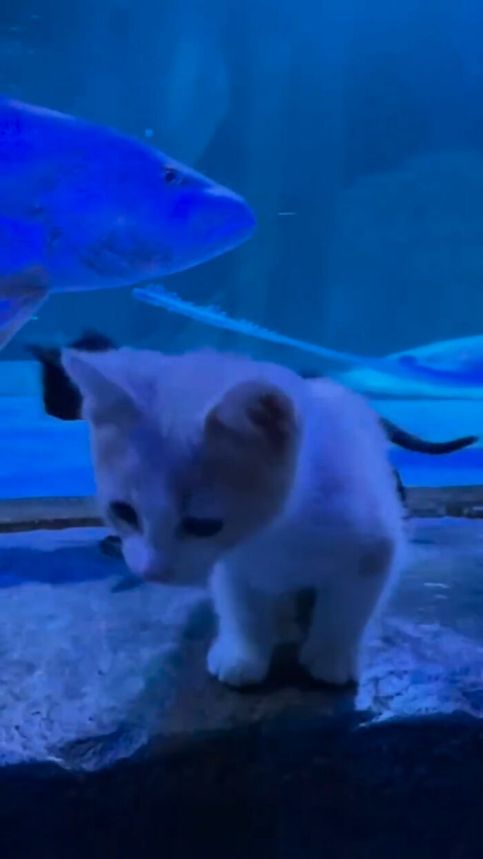 A tiny rescue kitten walking past a large blue fish swimming in an aquarium tank.
