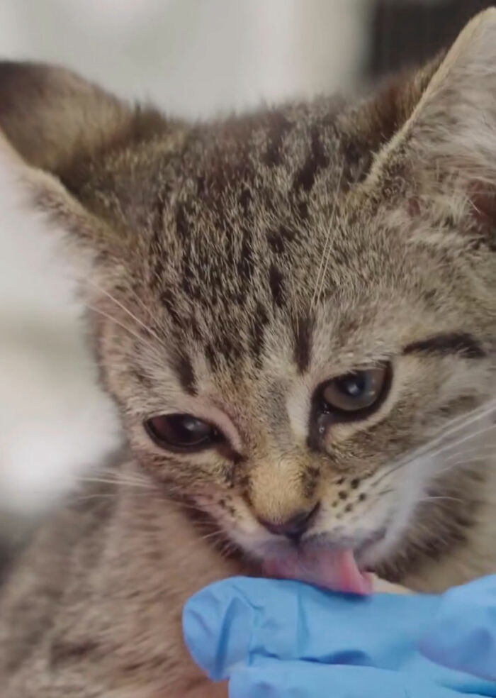 Tiny kitten licking gloved finger after blood transfusion from dog Tiny kitten licking gloved finger after blood transfusion from dog