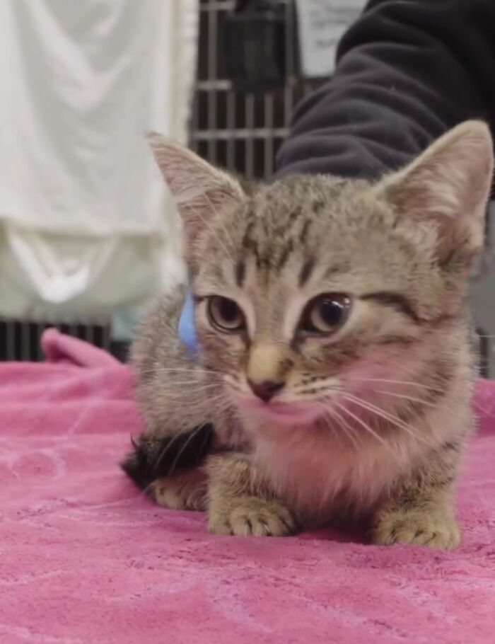 Small kitten resting on pink cloth in veterinary clinic Small kitten resting on pink cloth in veterinary clinic