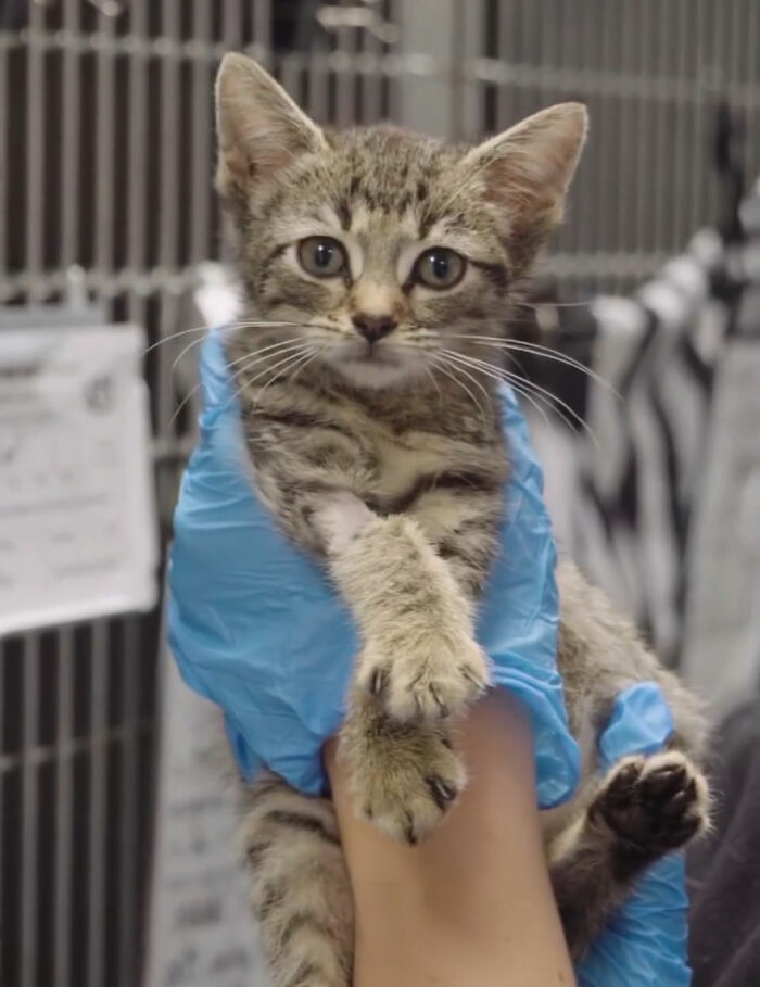 Tiny kitten held by gloved hands in veterinary care setting Tiny kitten held by gloved hands in veterinary care setting