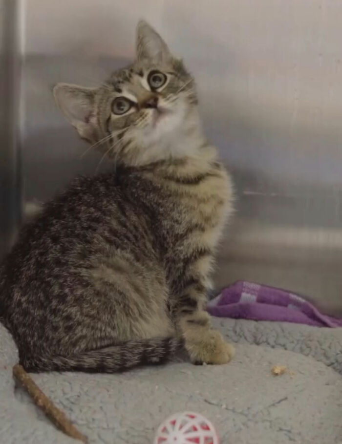 Tiny kitten sitting on blanket with ball after dog's blood transfusion Tiny kitten sitting on blanket with ball after dog's blood transfusion