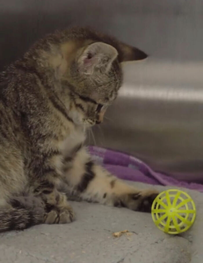 Tiny kitten playing with yellow ball after dog's blood transfusion Tiny kitten playing with yellow ball after dog's blood transfusion