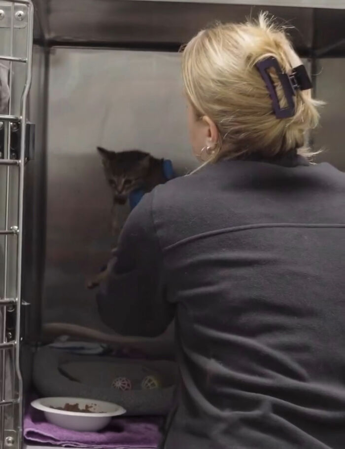 Veterinary worker handling sick kitten inside kennel Veterinary worker handling sick kitten inside kennel