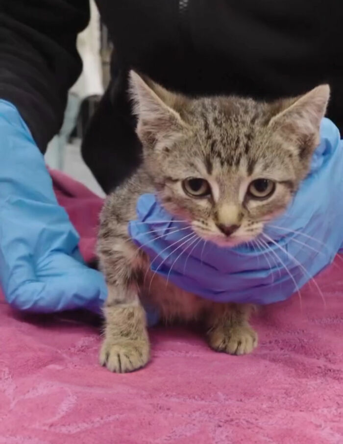 Kitten being examined by gloved hands on a pink cloth Kitten being examined by gloved hands on a pink cloth