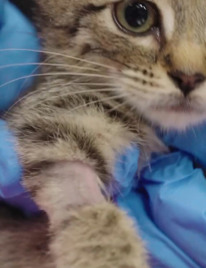Close-up of kitten's face and partially shaved leg for blood transfusion Close-up of kitten's face and partially shaved leg for blood transfusion