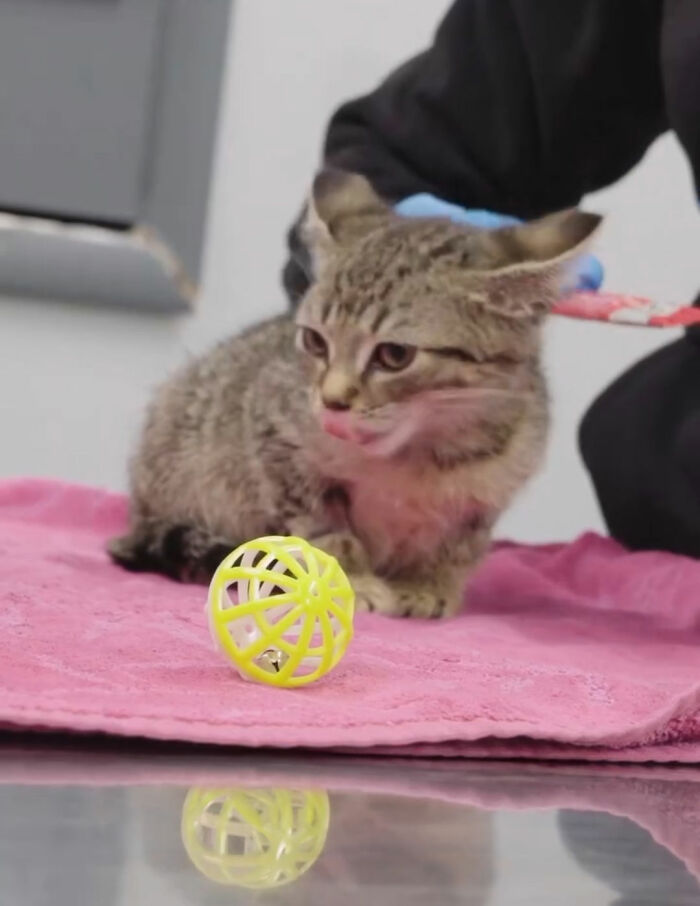 Tiny kitten on pink towel with yellow ball after dog's blood transfusion Tiny kitten on pink towel with yellow ball after dog's blood transfusion