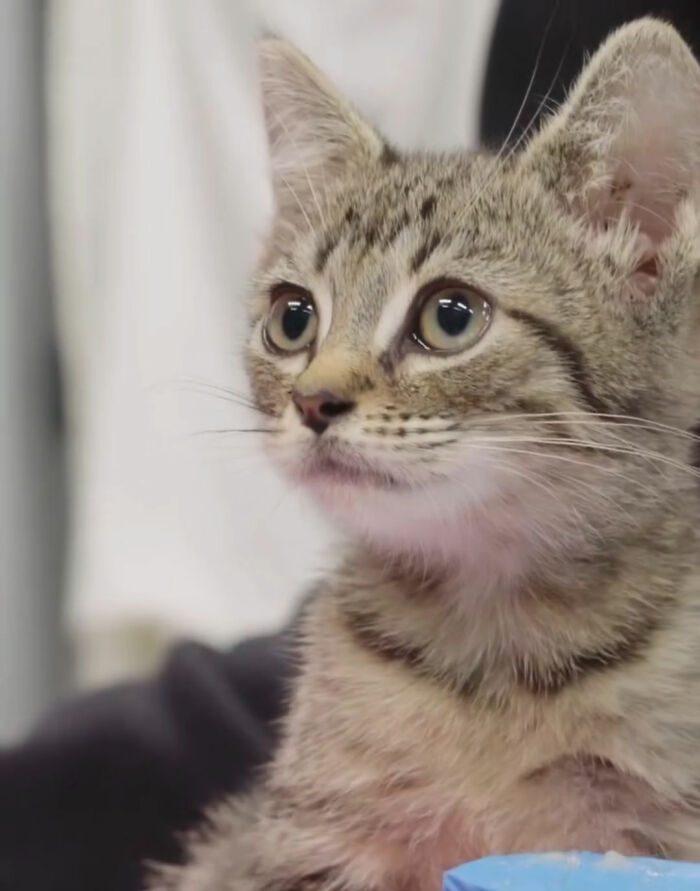 Close-up of tiny kitten saved by dog's blood with alert eyes Close-up of tiny kitten saved by dog's blood with alert eyes