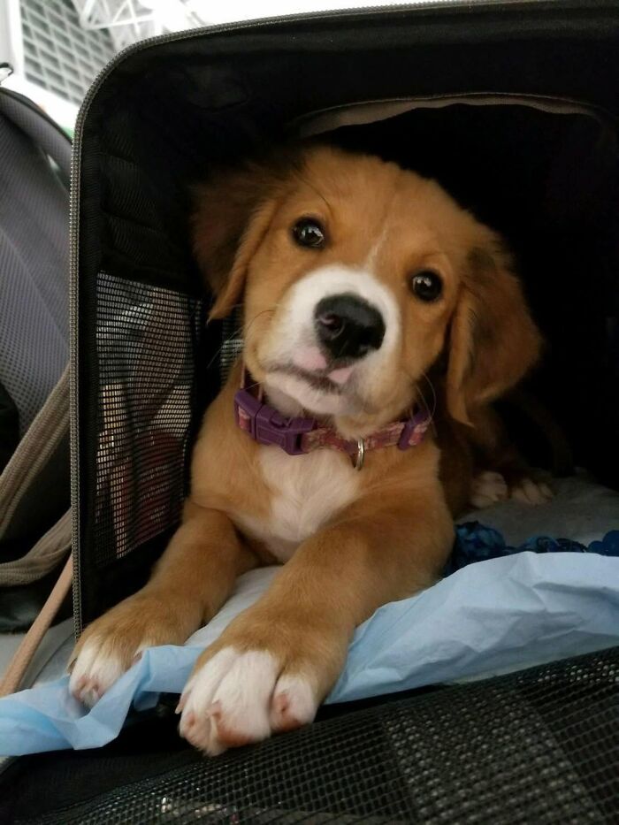 An adorable abandoned puppy with a purple collar looking out from a pet carrier