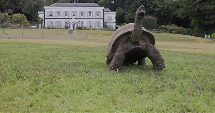Jonathan, the worlds oldest living tortoise, stretches his neck on a lawn in Saint Helena. Jonathan, the worlds oldest living tortoise, stretches his neck on a lawn in Saint Helena.